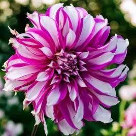 dalia-talerzowa-radegast-1-szt-karpa-sadzonka-sadzonki