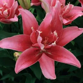 lilia-azjatycka-pelna-double-lady-20-22-1-szt