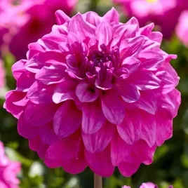 dalia-dekoracyjna-purple-balloon-1-szt-karpa-sadzonka-sadzonki