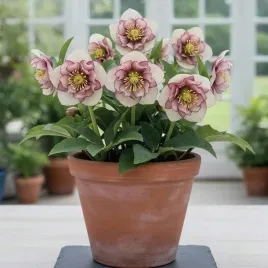 helleborus-ciemiernik-double-ellen-picotee-1-szt-bylina-sadzonka-sadzonki