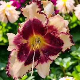 hemerocallis-liliowiec-sabine-baur-1-szt-bylina-sadzonka-sadzonki