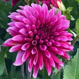 dalia-dekoracyjna-tanita-1-szt-karpa-sadzonka-sadzonki