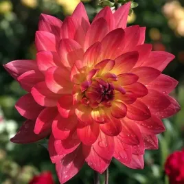 dalia-dekoracyjna-kilburn-glow-1-szt-karpa-sadzonka-sadzonki