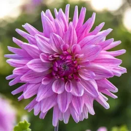 dalia-dekoracyjna-titan-magenta-1-szt-karpa-sadzonka-sadzonki