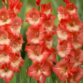 gladiolus-mieczyk-salmon-star-5-szt-cebulki-cebule-kwiaty