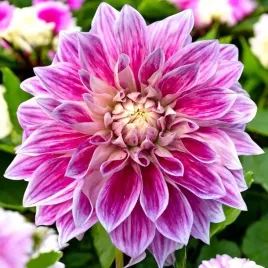 dalia-talerzowa-purple-explosion-1-szt-karpa-sadzonka-sadzonki