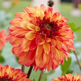 dalia-dekoracyjna-ding-a-dong-1-szt-karpa-sadzonka-sadzonki