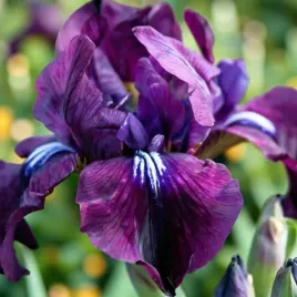 irys-sibirica-syberyjski-purplelicious-1-szt-bylina-sadzonka-sadzonki