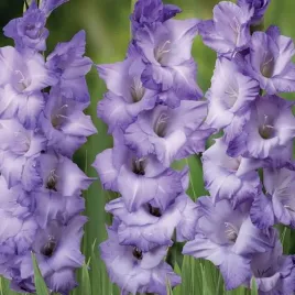 gladiolus-mieczyk-cobain-5-szt-cebulki-cebule-kwiaty