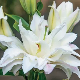 lilia-orientalna-pelna-snowboard-xxl-20-1-szt-cebulki-cebule-lilii-lil