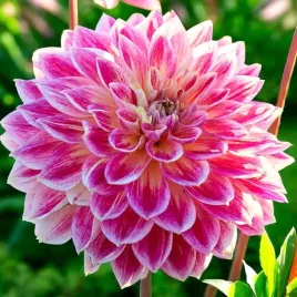 dalia-dekoracyjna-temple-of-beauty-1-szt-karpa-sadzonka-sadzonki