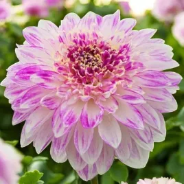 dalia-talerzowa-que-sera-1-szt-karpa-sadzonka-sadzonki