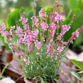 gaura-lindheimera-siskiyou-pink-1-szt-bylina-sadzonka-sadzonki