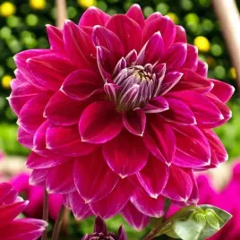 dalia-dekoracyjna-maldini-1-szt-karpa-sadzonka-sadzonki