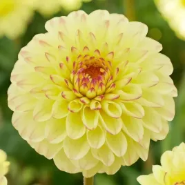 dalia-kulista-isa-favourite-1-szt-karpa-sadzonka-sadzonki