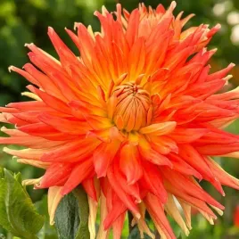 dalia-dekoracyjna-motto-1-szt-karpa-sadzonka-sadzonki