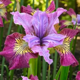 irys-sibirica-syberyjski-miss-apple-1-szt-bylina-sadzonka-sadzonki