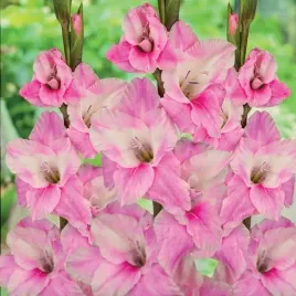 gladiolus-mieczyk-pink-floyd-5-szt-cebulki-cebule-kwiaty
