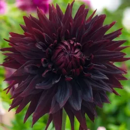 dalia-kaktusowa-black-jack-1-szt-karpa-sadzonka-sadzonki