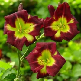 hemerocallis-liliowiec-night-beacon-1-szt-bylina-sadzonka-sadzonki