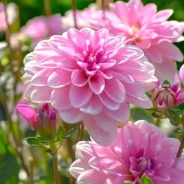 dalia-dekoracyjna-pink-perception-1-szt-karpa-sadzonka-sadzonki