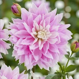 dalia-dekoracyjna-evanah-1-szt-karpa-sadzonka-sadzonki