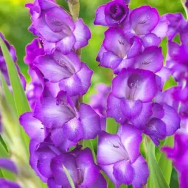 gladiolus-mieczyk-donau-5-szt-cebulki-cebule-kwiaty