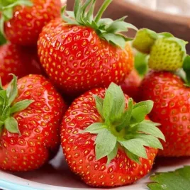 sadzonka-truskawka-korona-bardzo-slodka-1-szt