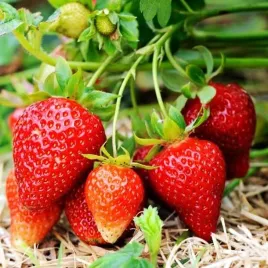 sadzonka-truskawka-elsantha-1-szt-sadzonka-sadzonki