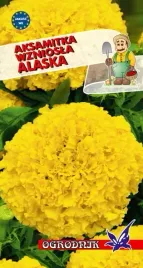 aksamitka-wzniosla-alaska-1g-o