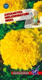 aksamitka-wielkokwiatowa-niska-zolta-05g-o