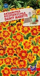 aksamitka-rozpierzchla-dainty-mariette-1g-o