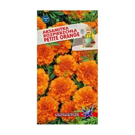 aksamitka-rozpierzchla-petite-orange-1g-o