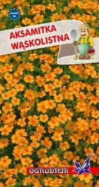 aksamitka-waskolistna-pomamanczowa-05g-o