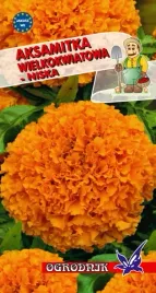 aksamitka-wielkokw-niska-pomaranczowa-05g-o