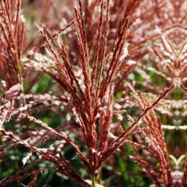 miscanthus-miskant-ferner-osten-trawa-1-szt-sadzonka-sadzonki