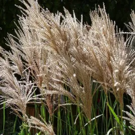 miscanthus-miskant-chinski-malepartus-trawa-1-szt-sadzonka-sadzonki