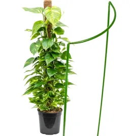 podpora-metalowa-do-kwiatow-roslin-ogrodowych-60cm-produkt-polski-zielona