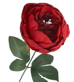 piwonia-peonia-galazka-pojedyncza-duza-jak-zywa