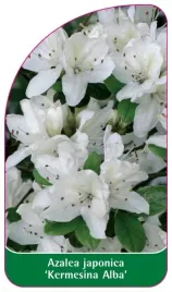 etykiety-z-gumka-do-roslin-azalia-japonska-azalea-japonica-kermesina-alba