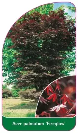 etykiety-szkolkarskie-z-gumka-do-roslin-klon-palmowy-acer-palmatum-fireglow
