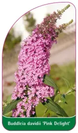 etykiety-szkolkarskie-z-gumka-do-roslin-buddleja-davidii-pink-delight