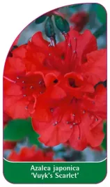 etykiety-z-gumka-do-roslin-azalia-japonska-azalea-japonica-vuyk-s-scarlet