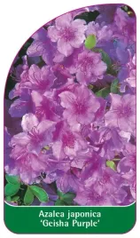 etykiety-z-gumka-do-roslin-azalia-japonska-azalea-japonica-geisha-purple
