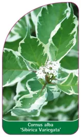 etykiety-z-gumka-do-roslin-deren-bialy-cornus-alba-sibirica-variegata