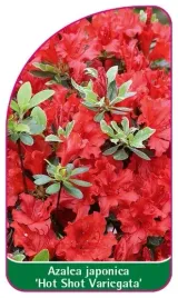 etykiety-z-gumka-do-roslin-azalia-japonska-hot-shot-variegata