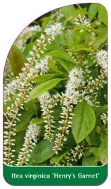etykiety-z-gumka-do-roslin-itea-virginica-wirginijska-henry-s-garnet