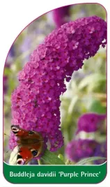 etykiety-szkolkarskie-z-gumka-do-roslin-buddleja-davidii-purple-prince