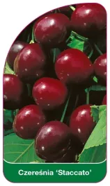 etykiety-szkolkarskie-z-gumka-do-roslin-czeresnia-staccato