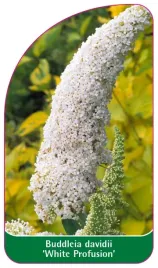 etykiety-z-gumka-do-roslin-buddleja-davidii-white-profusion